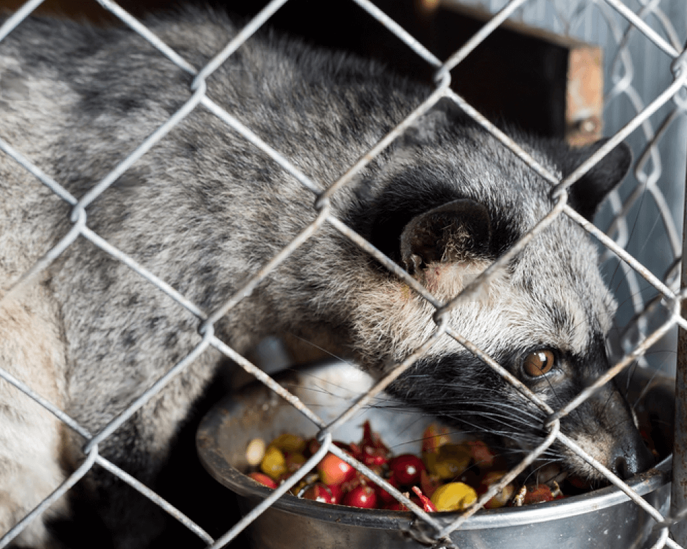 Civet eating coffee cherries in captivity