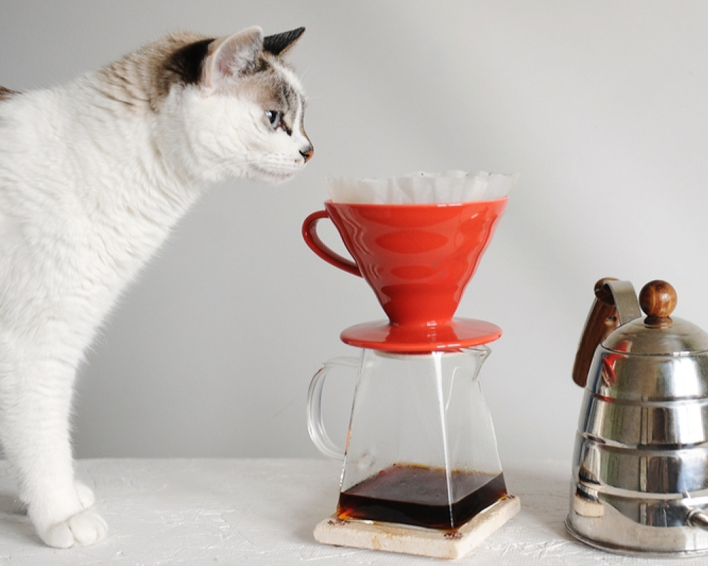 The Clever Dripper: Better Coffee on a Budget